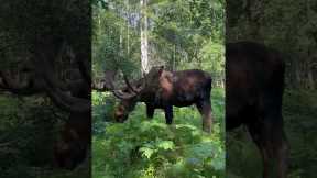 Moose Yoga In The Woods