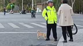 Persistent Pooch Follows On-Duty Traffic Policeman