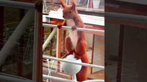 Red Squirrel shows off a dancing jiggle