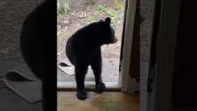 Cheeky Bear Cub Swipes A Rug