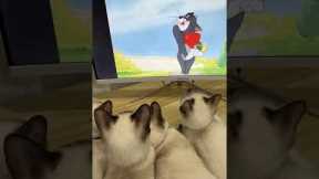 Siamese cats watch Tom and Jerry cartoons