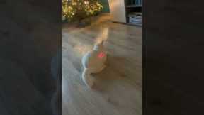 Suspicious cat jumps away from laser pointer