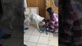 Missing Pup Found! Watch Mom's Reaction When They're Reunited.