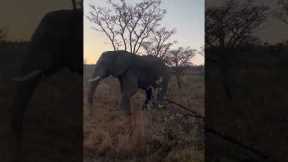 Angry elephant effortlessly crushes tree while charging safari jeep