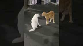 Two cats argue in street as locals watch 😂