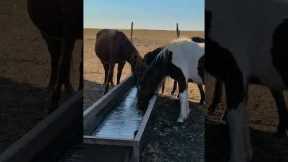 Horse uses hoof to break ice in water trough