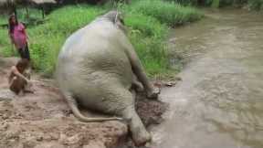 Baby elephant slides down muddy river followed by large friend