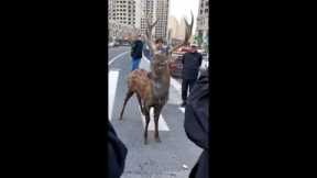 Wild sika deer emerges in downtown drawing crowds of locals
