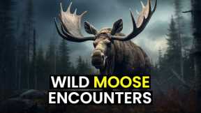 TOP 15 Crazy WILD Moose Encounters!