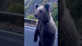 Bear Gets Fed From Car Window