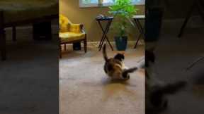 Two cats act like real siblings and start fighting