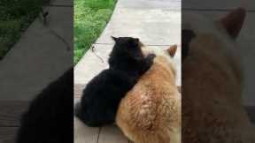 Black Cat Gives Corgi A Massage