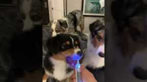 Australian Shepherd Grins At Electric Toothbrush