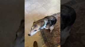 Dog confronted over deli meat theft