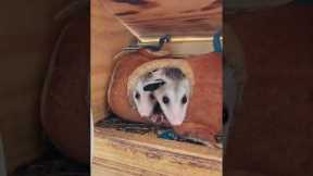 Clown Car: Baby Opossum Edition