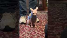 Otis the Sphynx cat is not happy with new sweater