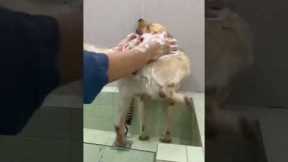 Pet Labrador twerks while being bathed by owner