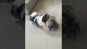 Two Shih Tzus look like Chinese lion dance while playing