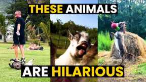 Top - 42 Reasons Why Animals Are The BEST | You NEED To Watch This!