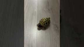 Pet turtle rides a toy skateboard around the house