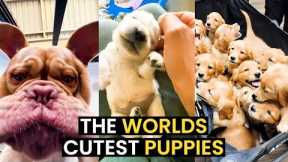 The World's CUTEST Puppies - TOP 24 CUTE Puppies