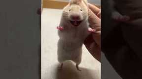Hamster has hilarious shocked face when picked up