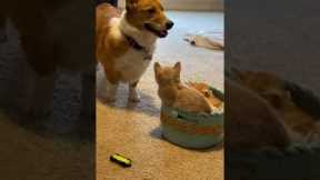 Passive corgi tries to get kittens out basket