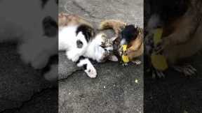Cat Cuddles Hungry Squirrel