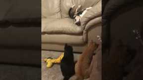 Innocent napping dog toyed with by cats