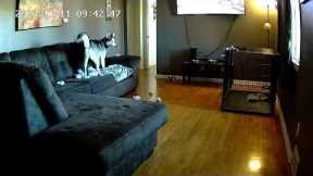 Watch As This Husky Shreds This Couch To Pieces!