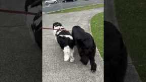 Two big dogs walk perfectly in sync