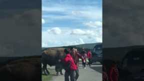 Bison Charges Tourists in Yellowstone National Park