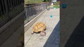 Persistent tortoise shells away all obstacles in his path