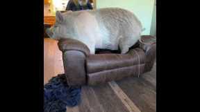 Rootie the pig loves his Recliner