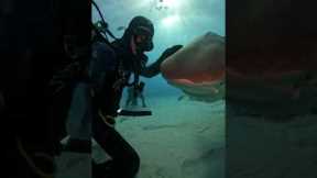 Diver Visits His Tiger shark Friend