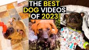 The BEST Of Dogs 2023 | TOP 102 - HILARIOUS Moments