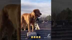 Dog Climbs Ladder to Help with Home Repairs