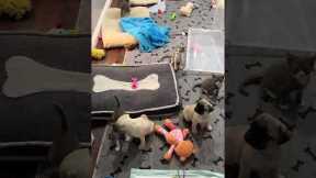 Pug Puppies And Kittens Play Together