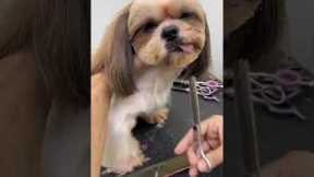 Tuna the pooch pulls funny face during grooming