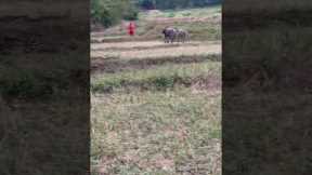 Two buffaloes chase Buddhist monk through the fields