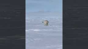 Polar bear attempts to intercept snowmobilers