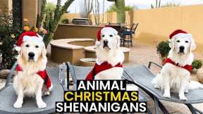 TOP 17 - Christmas Animal Shenanigans | Caught On Camera