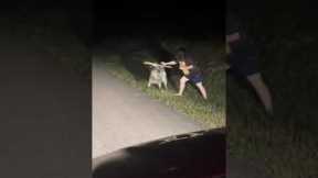 Goat chases girl after failed rescue attempt