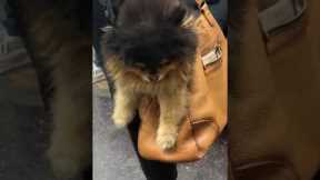 Pomeranian takes a ride in a purse