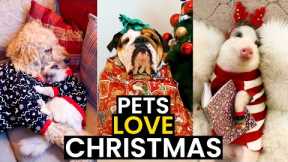 These Pets LOVE Christmas | TOP 19 Hilarious Moments