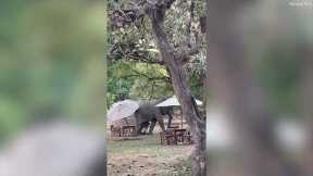 Mischievous elephant spotted enjoying table for one