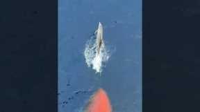 Dolphins Swim in Front of Ship's Bow