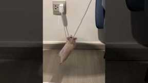 Hamster hangs from charger like a circus acrobat