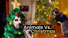 Animals Vs. Christmas