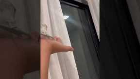 Cockatiel gets stuck trying to climb curtain